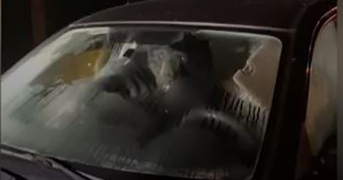 “Un orso è entrato nell’auto di mia suocera e l’ha distrutta” [+VIDEO]