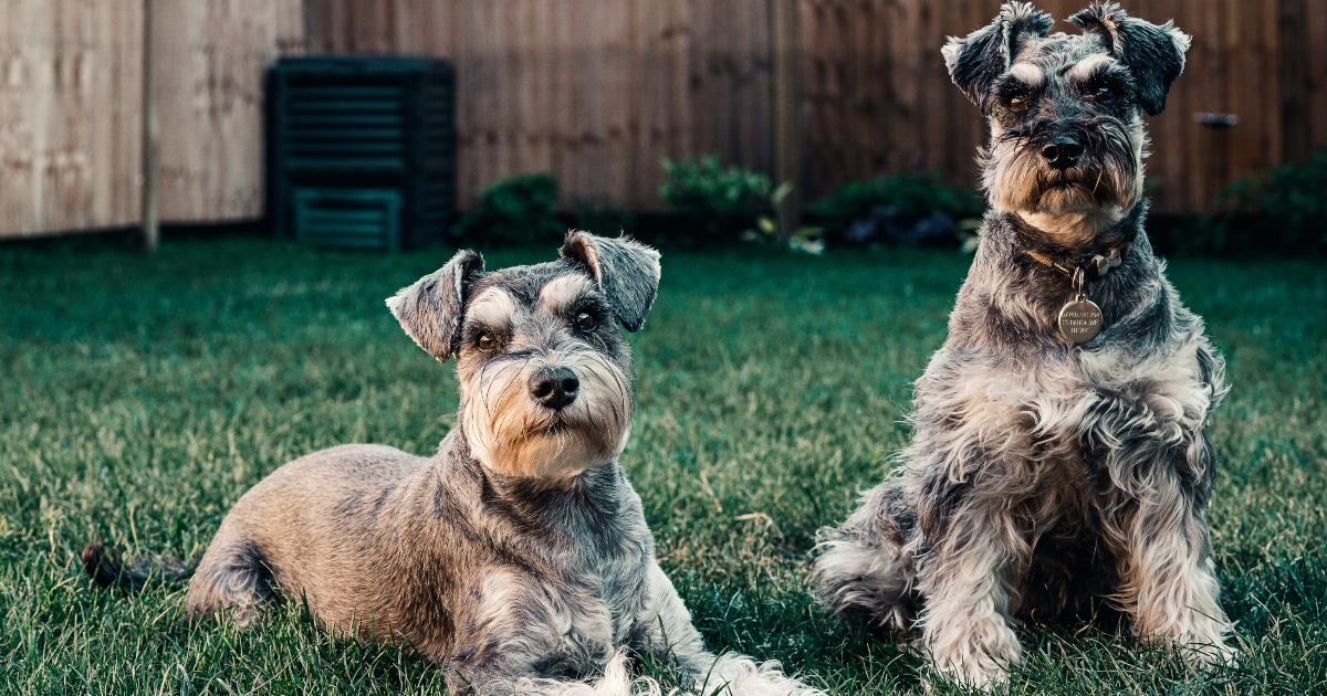 Sesto senso: una “dote” dei cani che evitano le persone cattive, lo studio