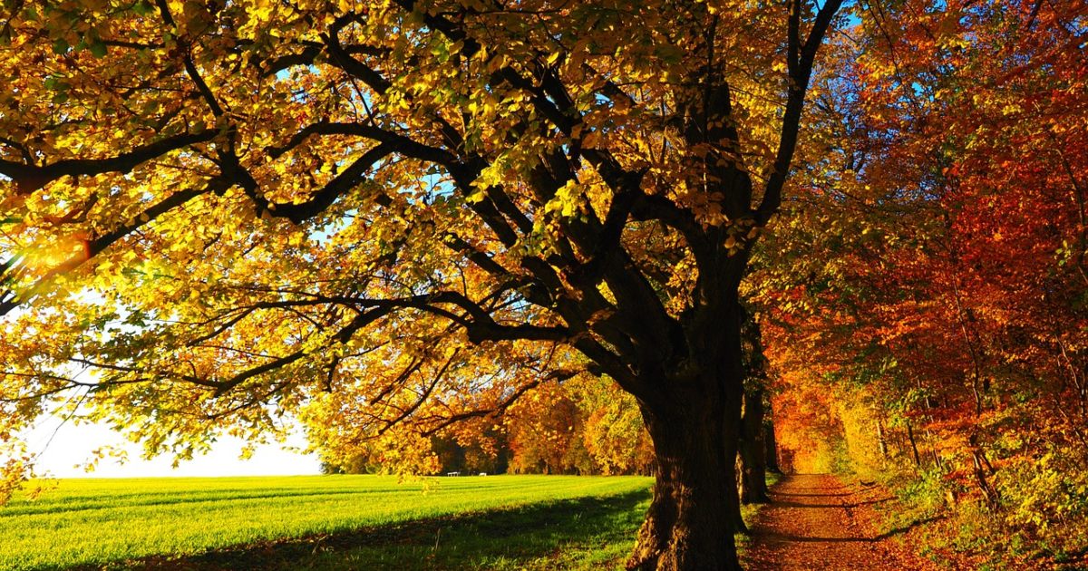 Questo albero sanguina quando viene tagliato [+VIDEO]