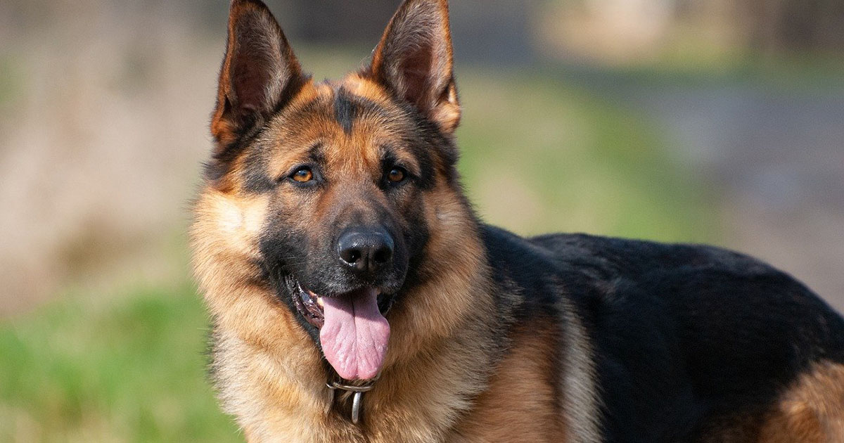 Cane poliziotto visita una scuola per sensibilizzare sulle droghe: tre studenti arrestati