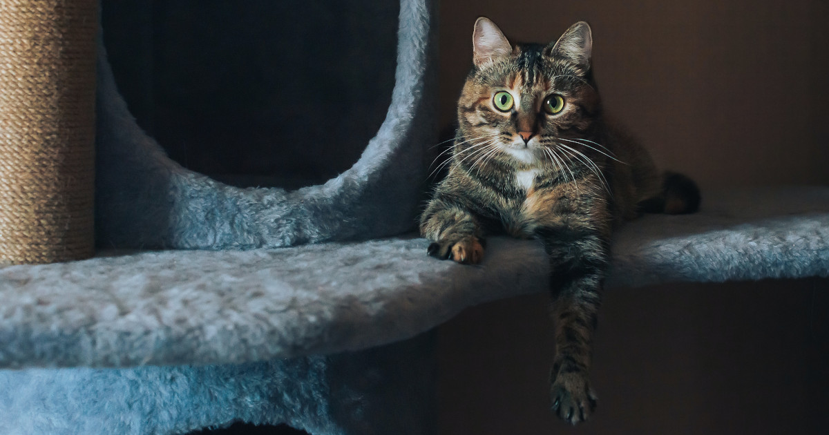 Dove va il tuo gatto? Un uomo ha “spiato” il suo con una telecamera [+VIDEO]