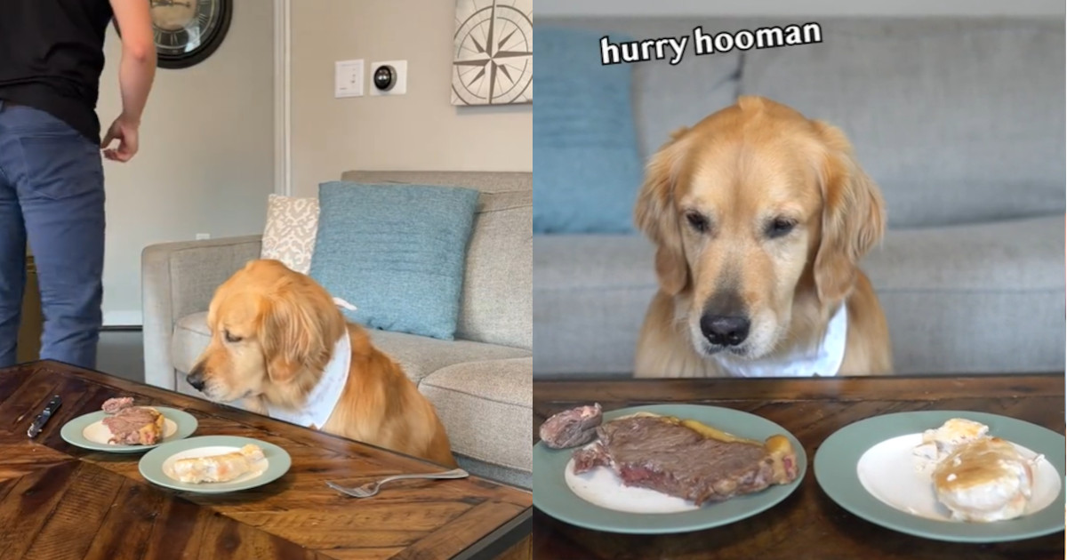 Tenta il cane con una bistecca succulenta: com’è finita? [+VIDEO]
