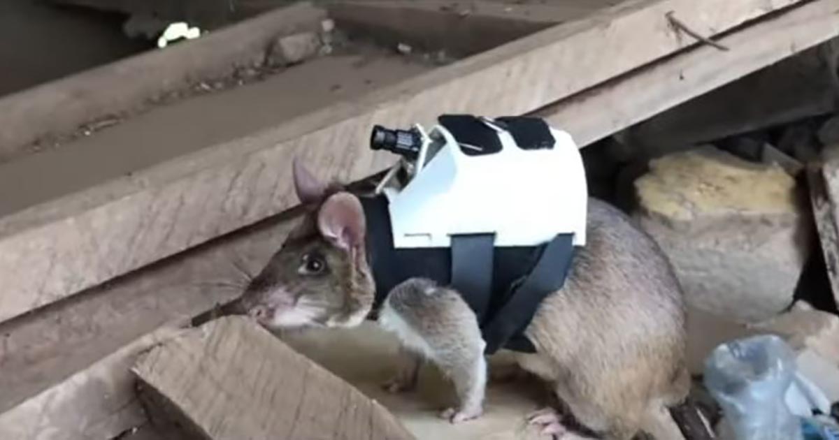 Una squadra di topi addestrata per localizzare le vittime dei terremoti [+VIDEO]
