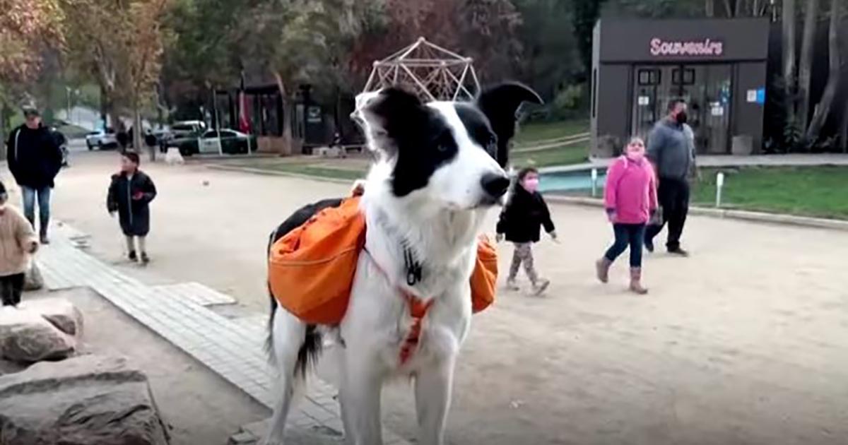 Sam, il cane supereroe che raccoglie i rifiuti al parco [+VIDEO]