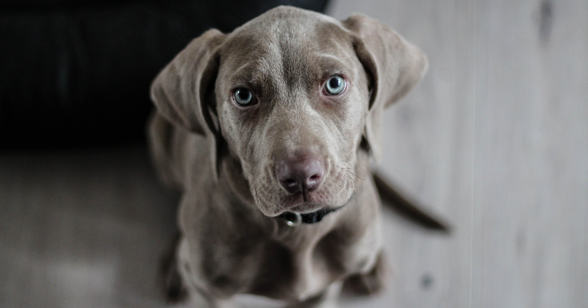 Offre un po’ del suo dessert al cane: commensale minaccia di chiamare la polizia