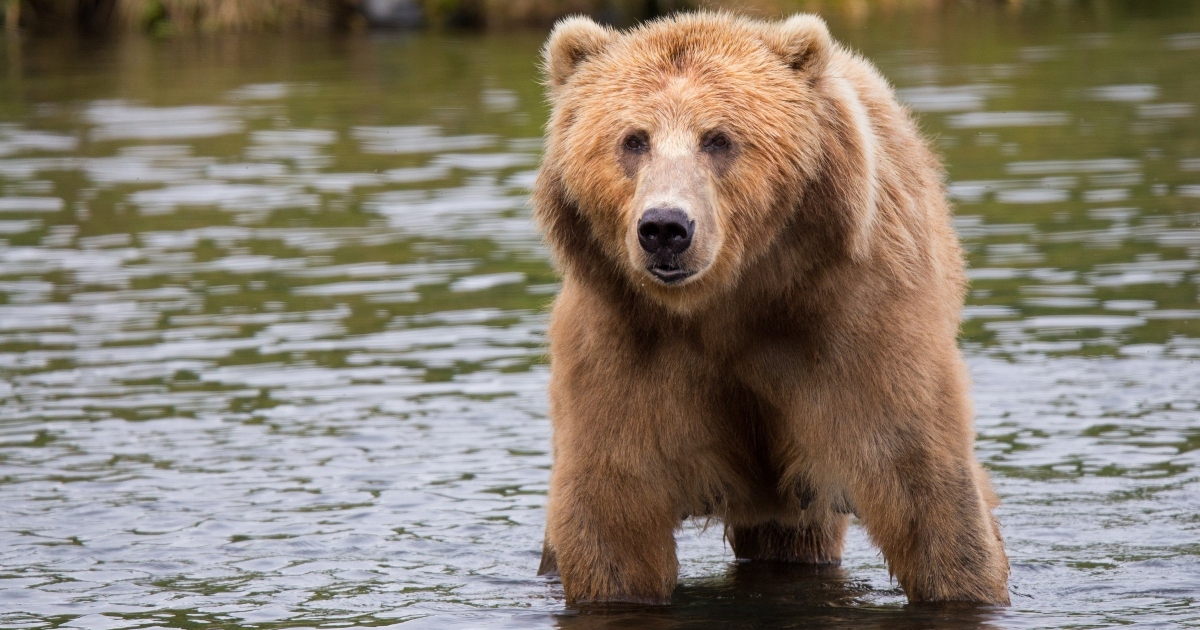 Vuole scattare una foto a un orso: rischia di finire malissimo [+VIDEO]