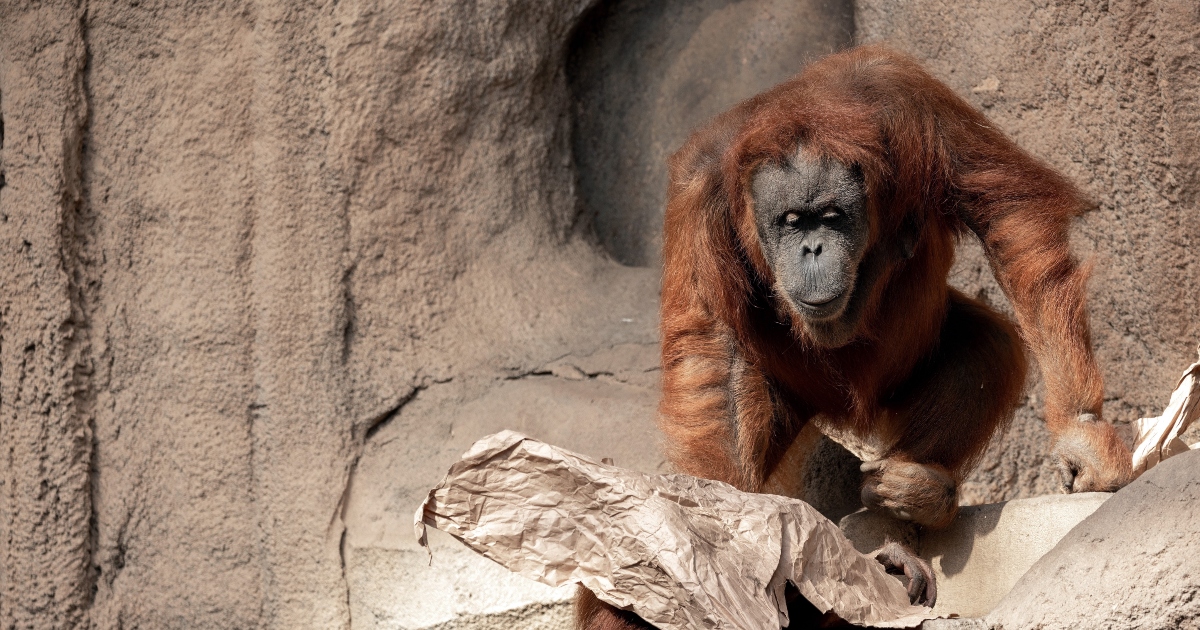 Si avvicina troppo ad un orango in uno zoo: non finisce bene [+VIDEO]