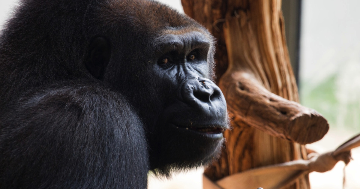 Amare, il gorilla teenager dipendente dallo smartphone
