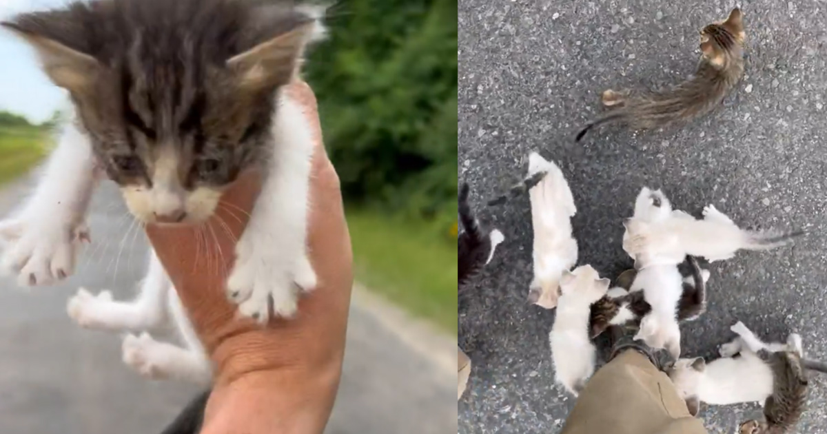 Si ferma per salvare un gattino: cade in un’imboscata [+VIDEO]