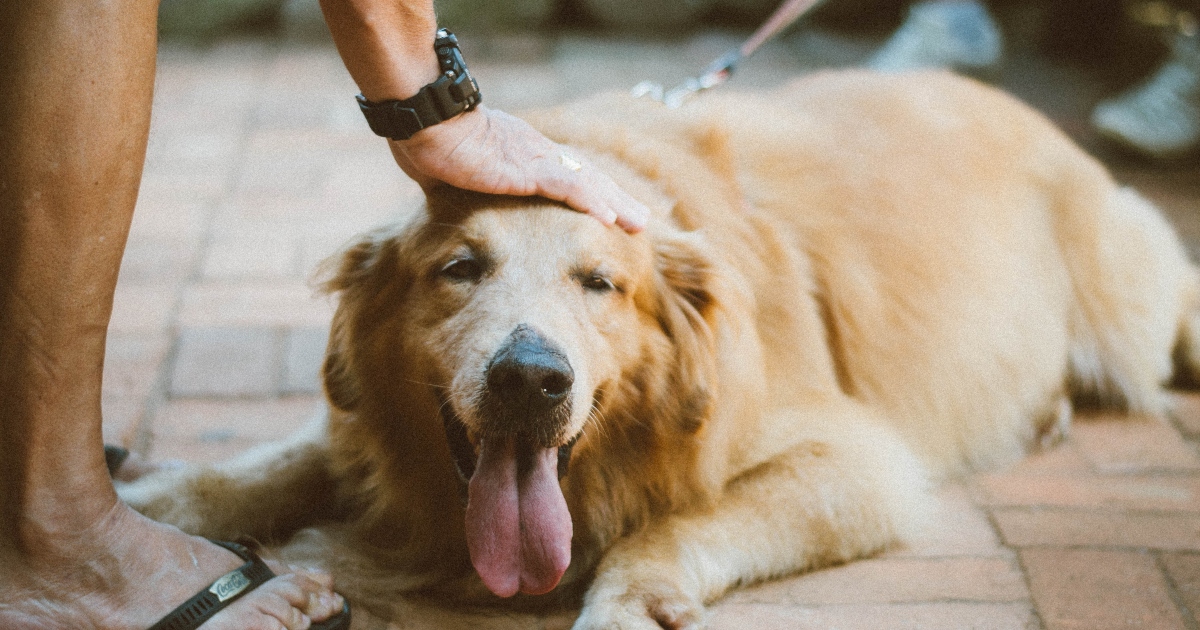 Il fidanzato vuole essere trattato come un cane: “Lo amo, ma è strano”