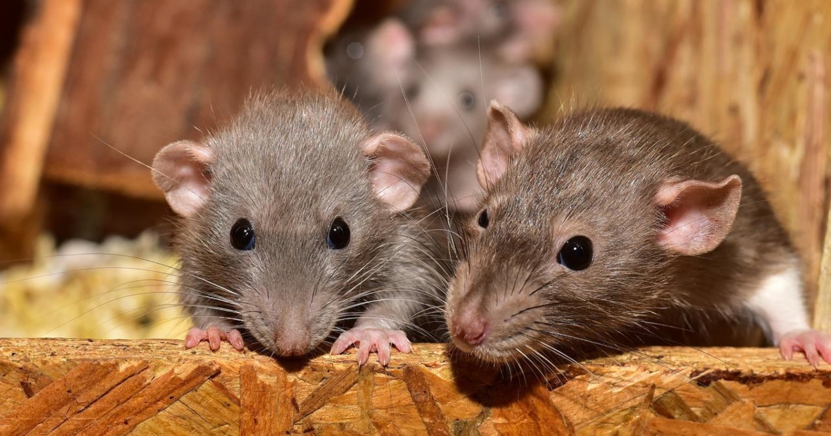 I topi sono animali altruisti: lo dice la Scienza