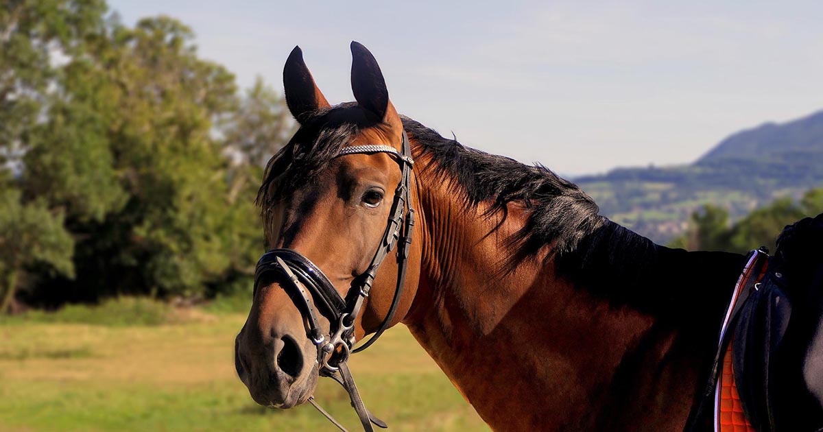 Ubriaco partecipa ad un’asta e si aggiudica un cavallo