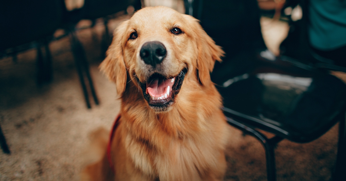 Fa entrare di nascosto il cane al funerale del nonno: ora la famiglia la odia