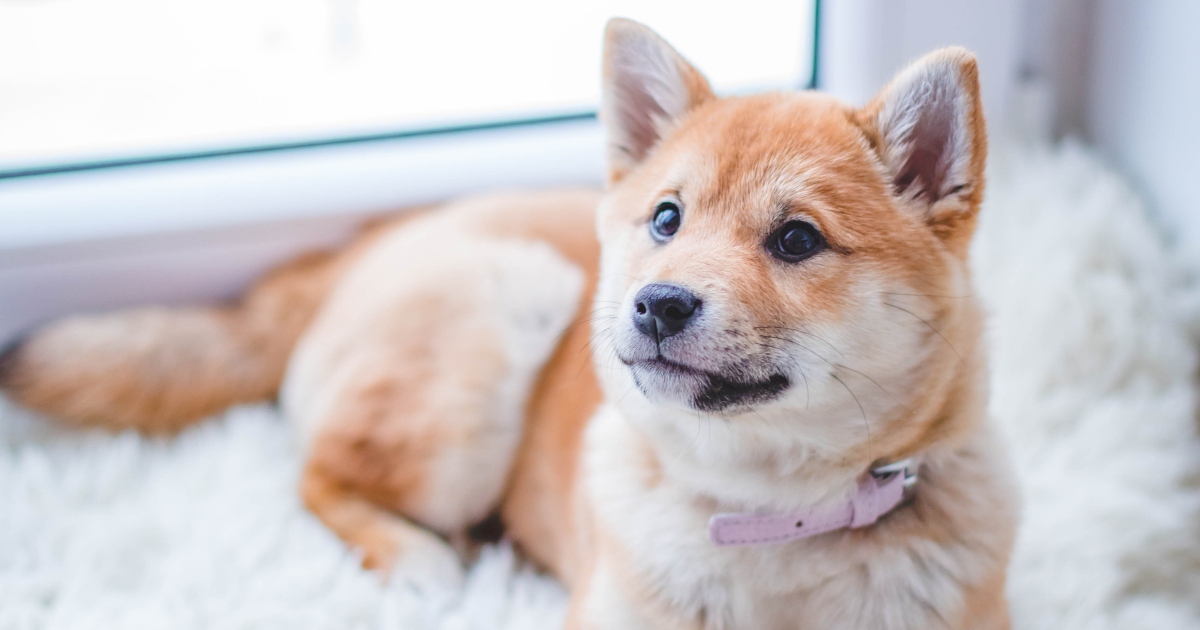 Il tuo cane è intelligente e ti sta ascoltando? Ecco come scoprirlo