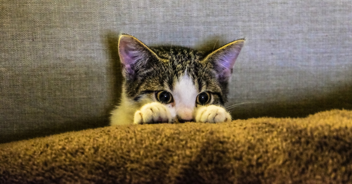 Anche i gatti soffrono per un lutto: lo studio