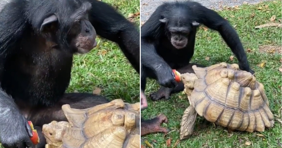 Scimpanzé condivide una mela con una tartaruga: il video fa il giro del web