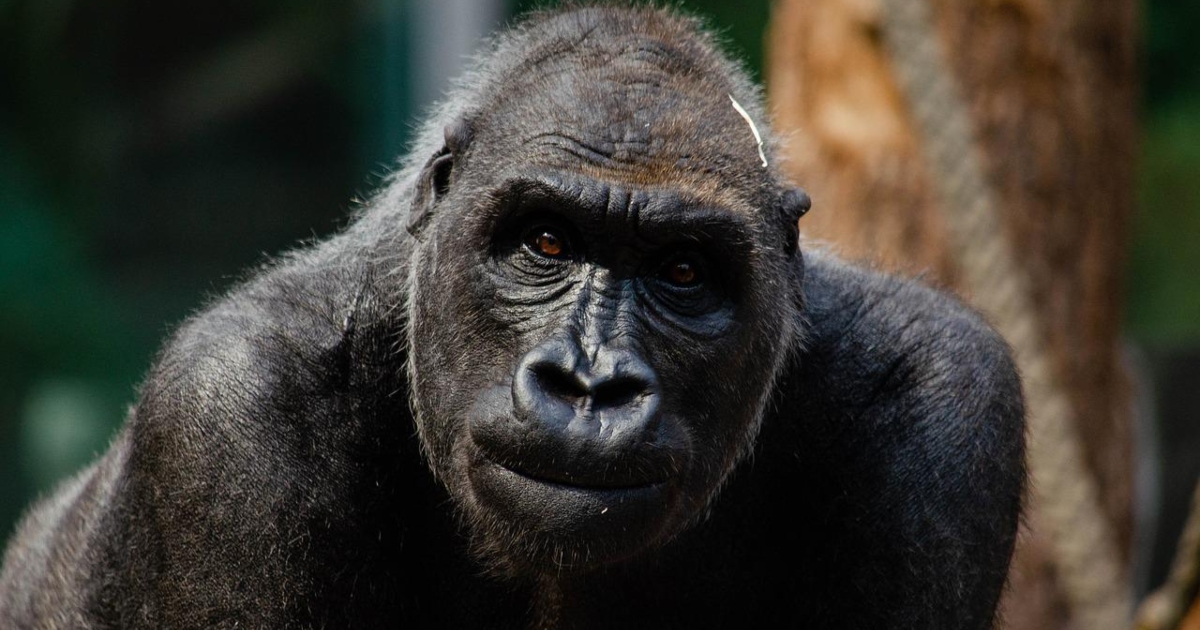 Le scimmie capiscono a cosa pensiamo: lo svela la Scienza