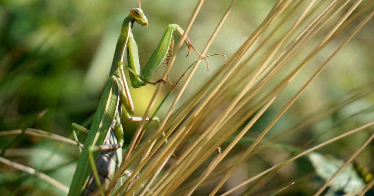 Perché alcuni animali sono cannibali? Il motivo è affascinante