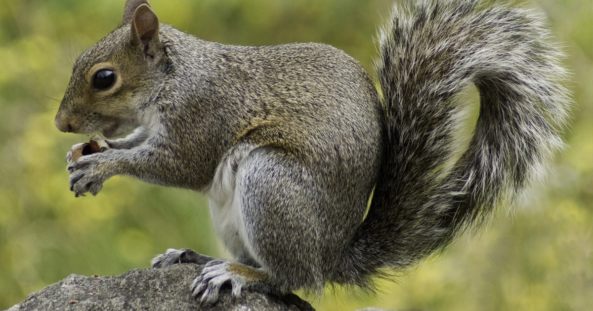 Scienziati creano un contraccettivo per scoiattoli: “Serve per salvare gli alberi”