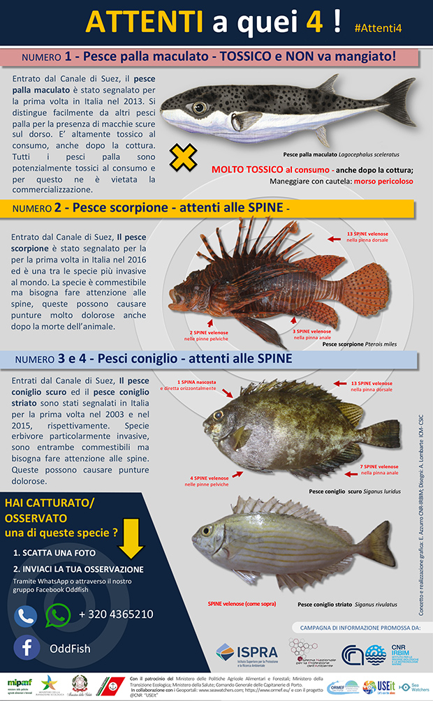 pesci pericolosi