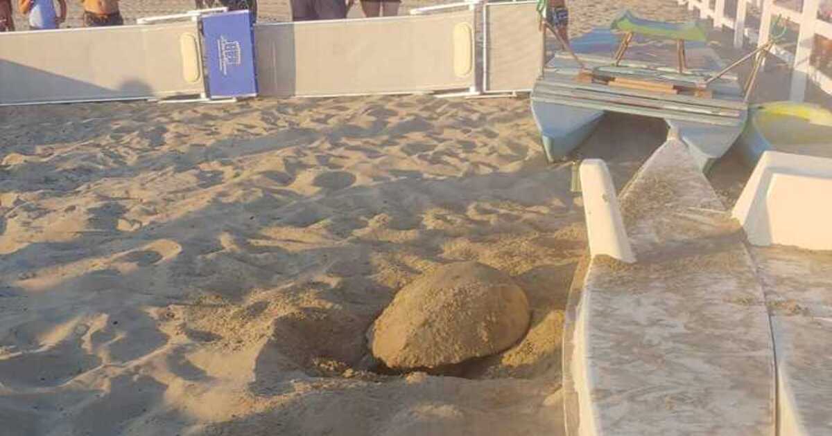 Tartaruga marina depone uova sulla spiaggia: turisti le creano un recinto