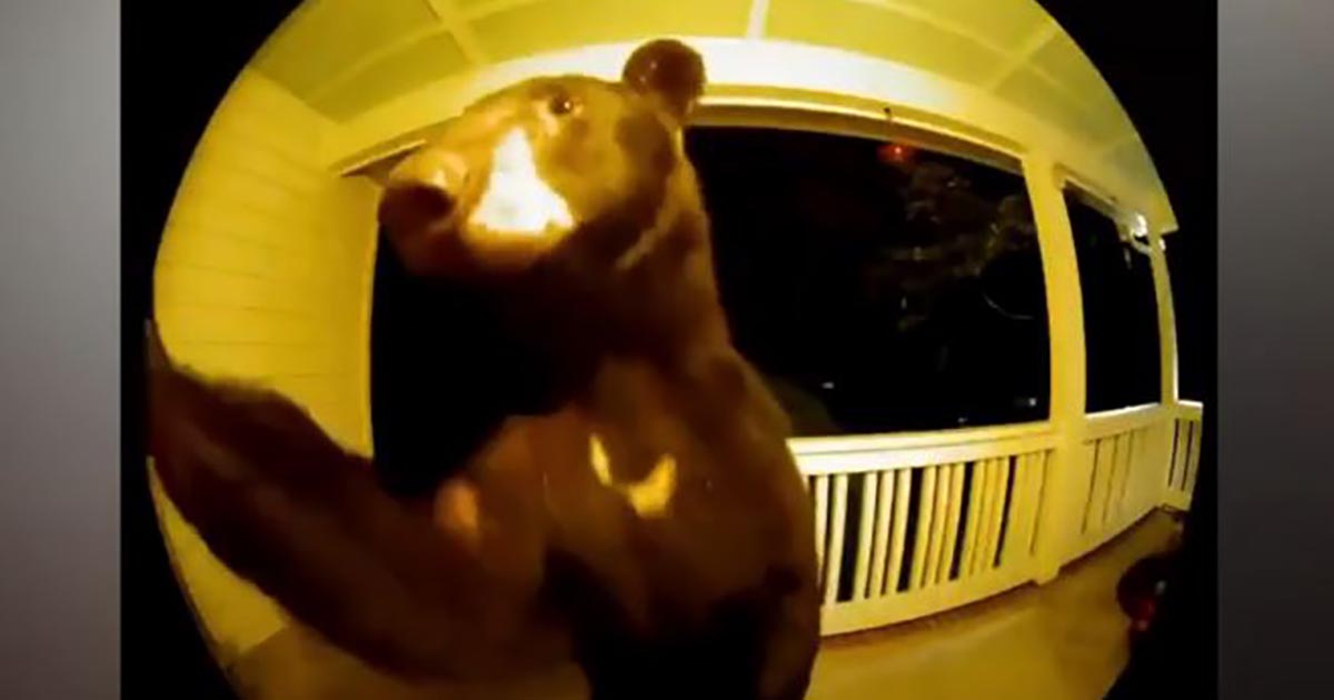 Un orso suona il campanello di una casa nel cuore della notte [+VIDEO]
