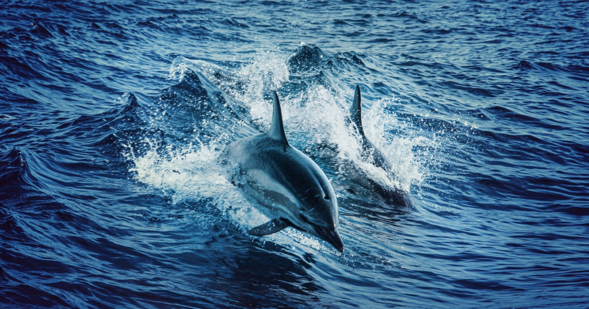 Salvato da delfini “eroi” che spaventano squalo che sta per attaccarlo [+VIDEO]