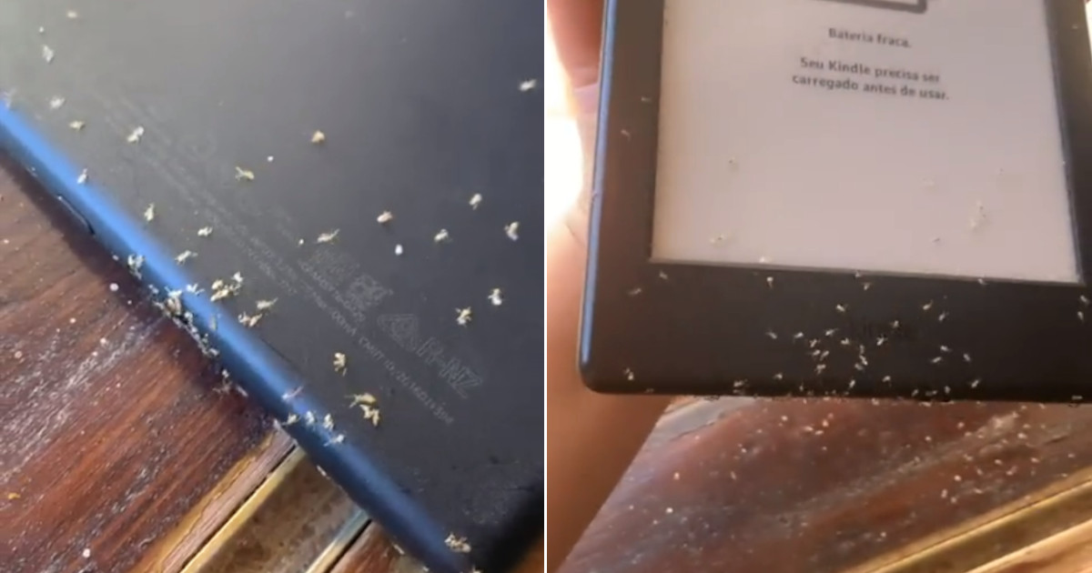 Formiche strisciano all’interno del Kindle e iniziano a comprare libri [+VIDEO]