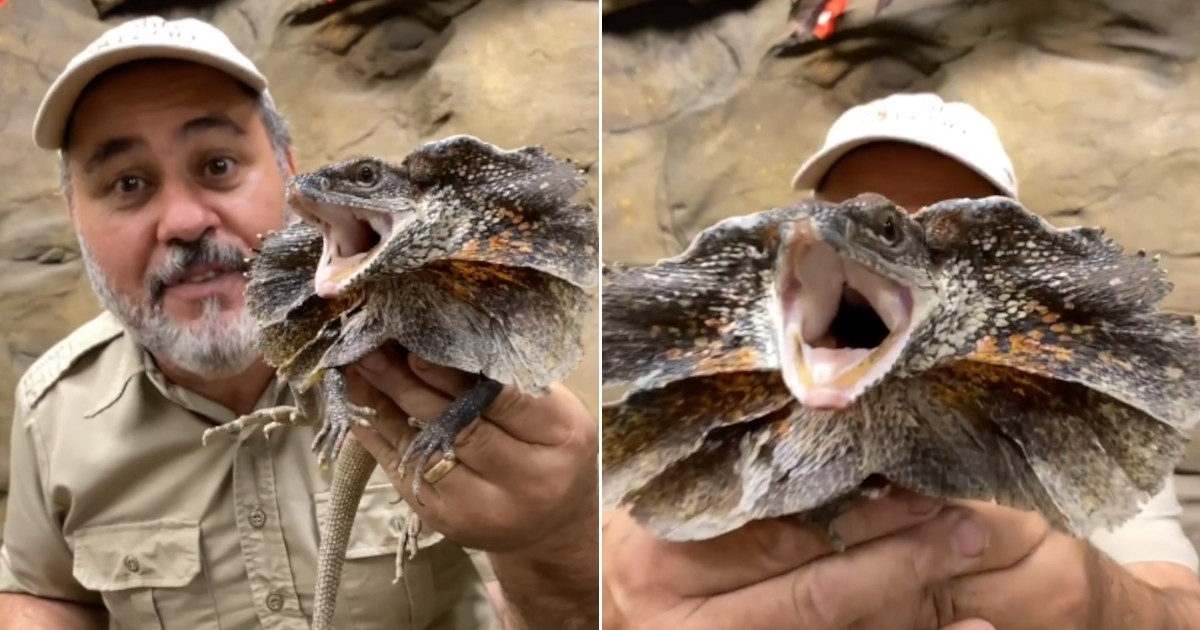 Trova una lucertola dragone con le punte che ricorda il dinosauro di Jurassic Park [+VIDEO]