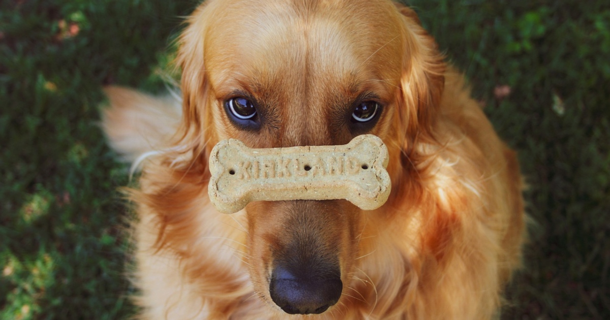 Incinta, ha una voglia particolare: mangia in segreto biscotti per cani