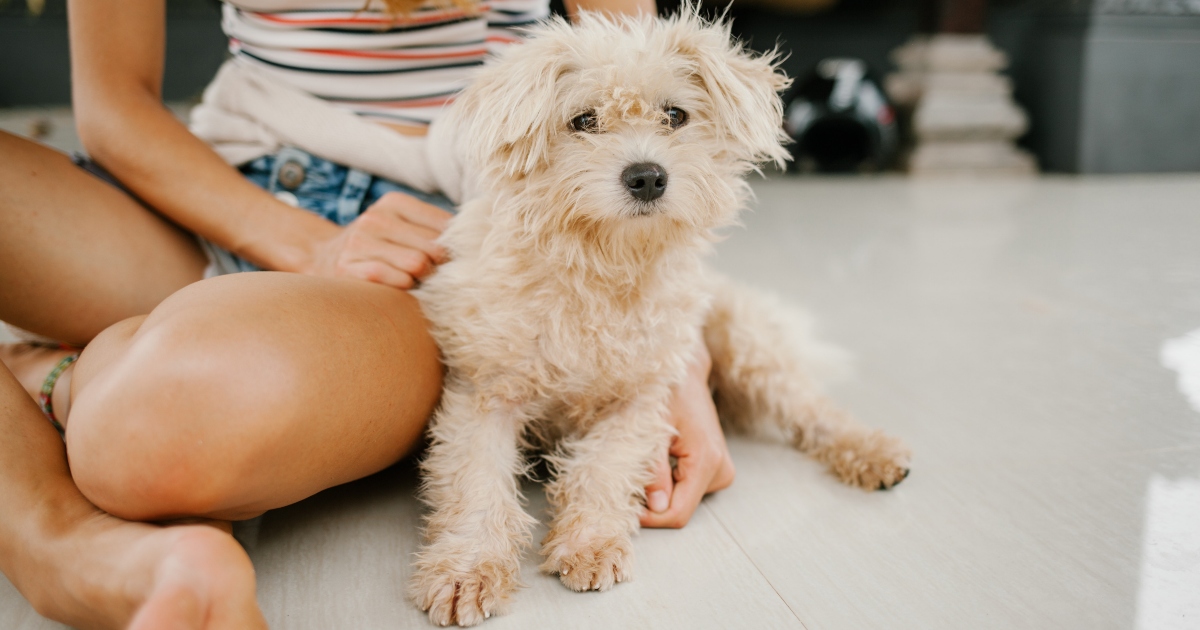 Il marito prende un cane per ‘capriccio’: lei si fa pagare per accudirlo con tanto di contratto