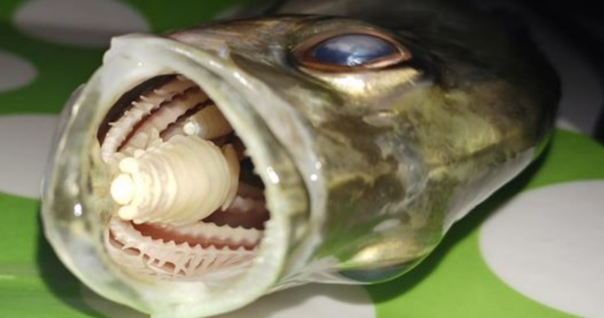 Parassita entra nella bocca di un pesce, ne mangia la lingua e la sostituisce