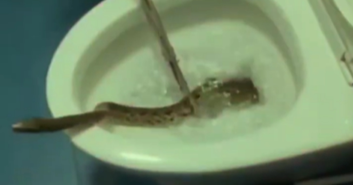 Video inquietante mostra un serpente che risale dalla tazza