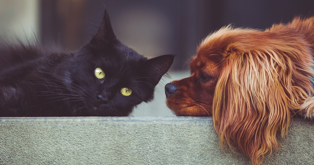 Trattare i cani come umani è sbagliato? Rispondono gli esperti