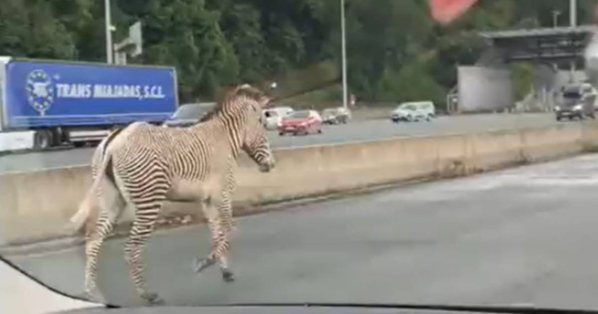 Zebra in autostrada: ha approfittato del traffico per fare una passeggiata [+VIDEO]