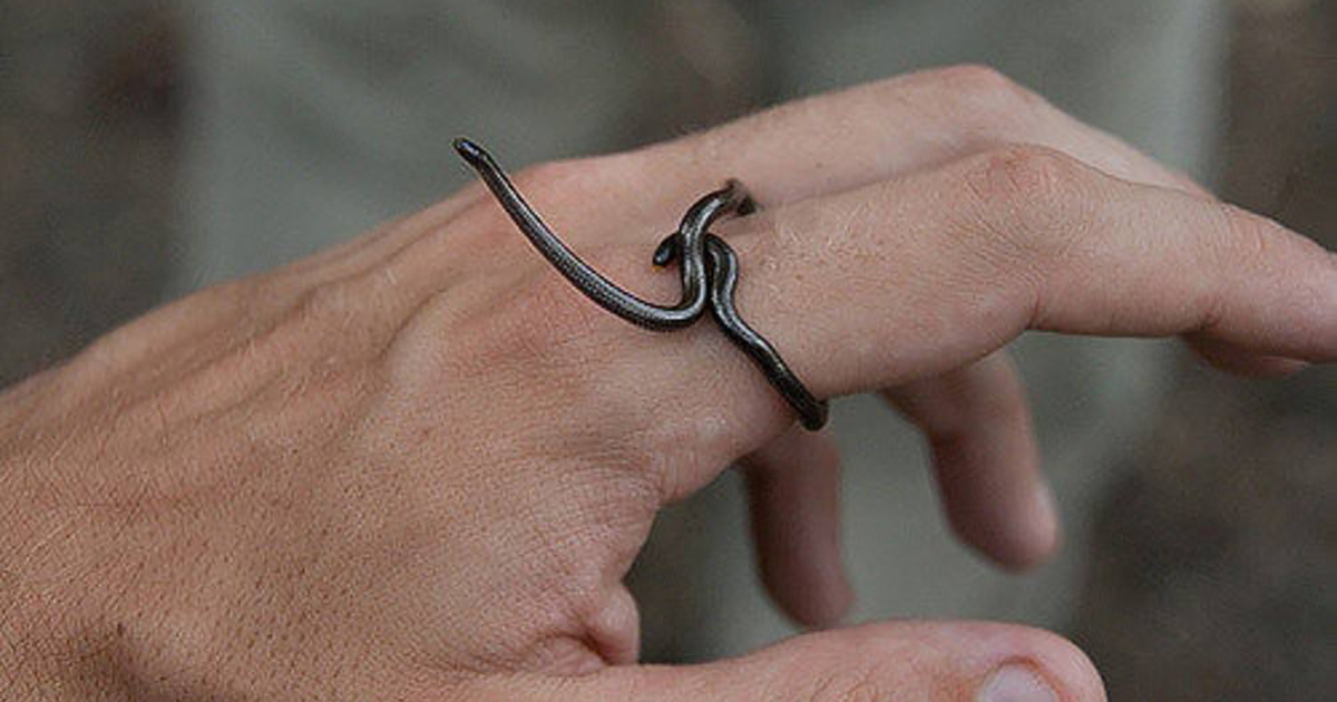 Sembra un lombrico, ma è il serpente più piccolo al mondo