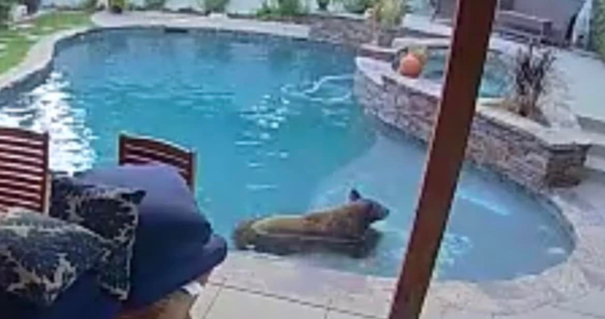 Un orso entra in un giardino e fa un tuffo in piscina [+VIDEO]