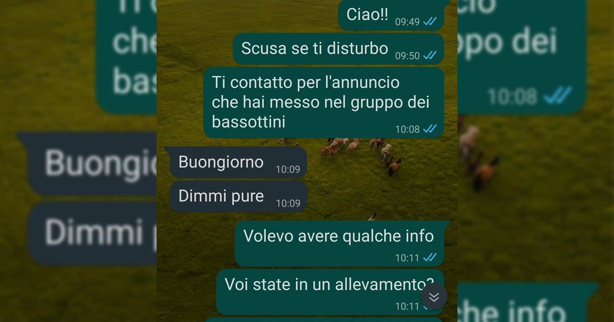 Il cucciolo di bassotto