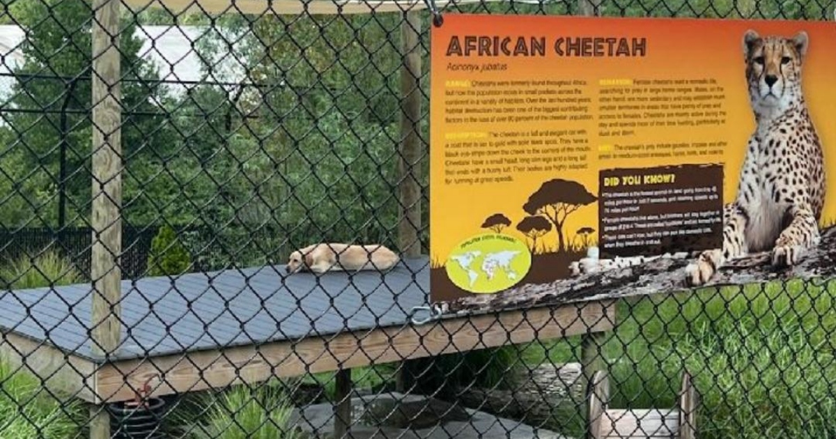 Cane fa un pisolino nel recinto del ghepardo allo zoo e lascia tutti stupiti