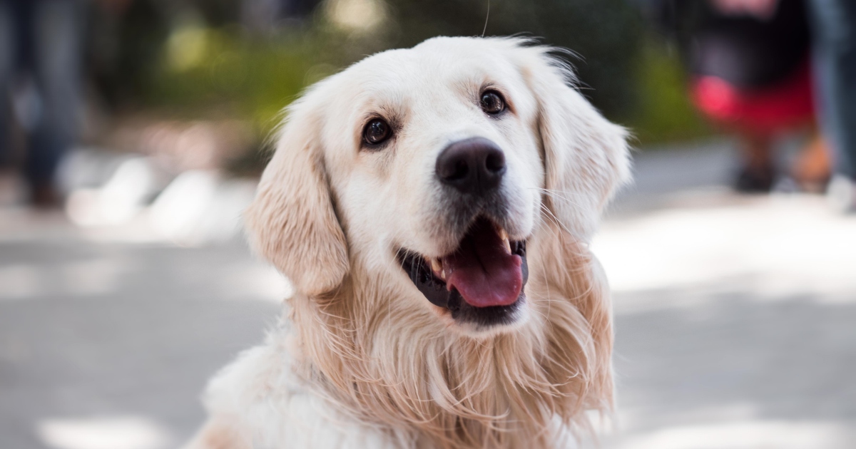 Sapevi che il tuo cane ti “manipola” a suo piacimento?