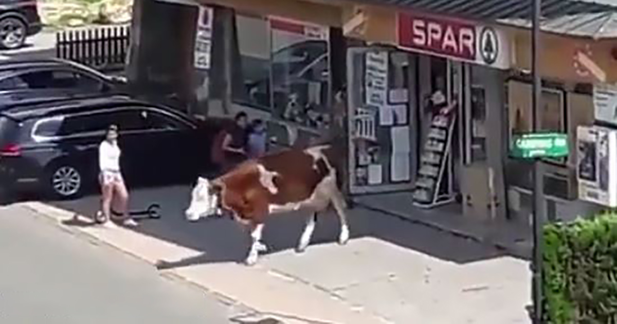 Una mucca esce da un supermercato, il video è virale [+VIDEO]