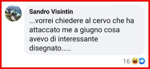 Gabbiano Mollema