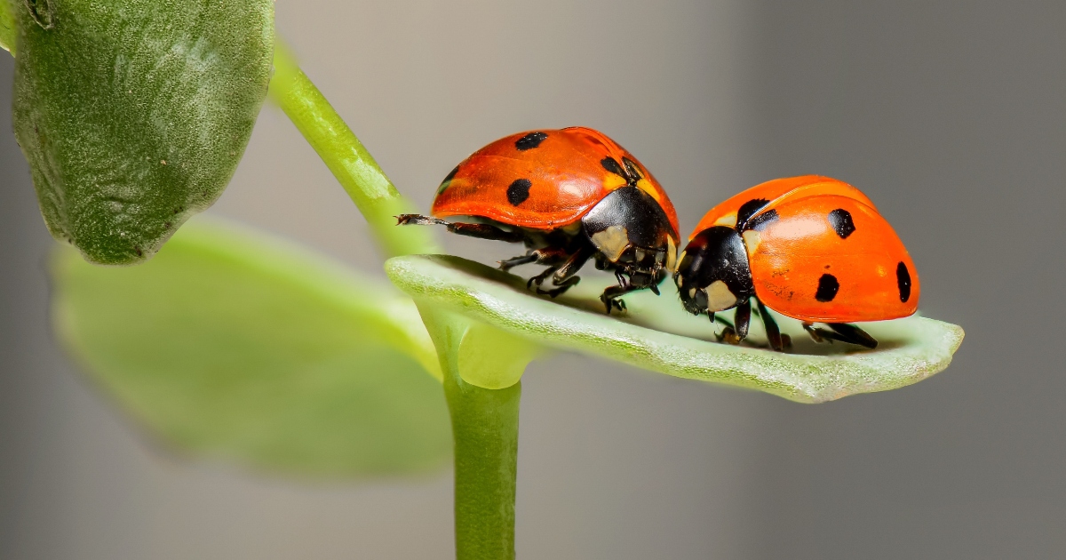 Coccinelle cannibali affette da MST invadono le case