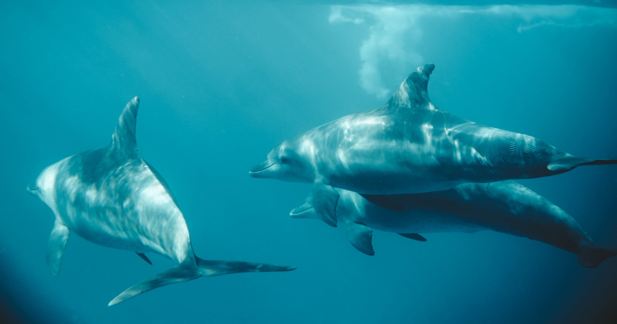 I delfini maschi hanno dei “gregari” che li aiutano ad attrarre le femmine