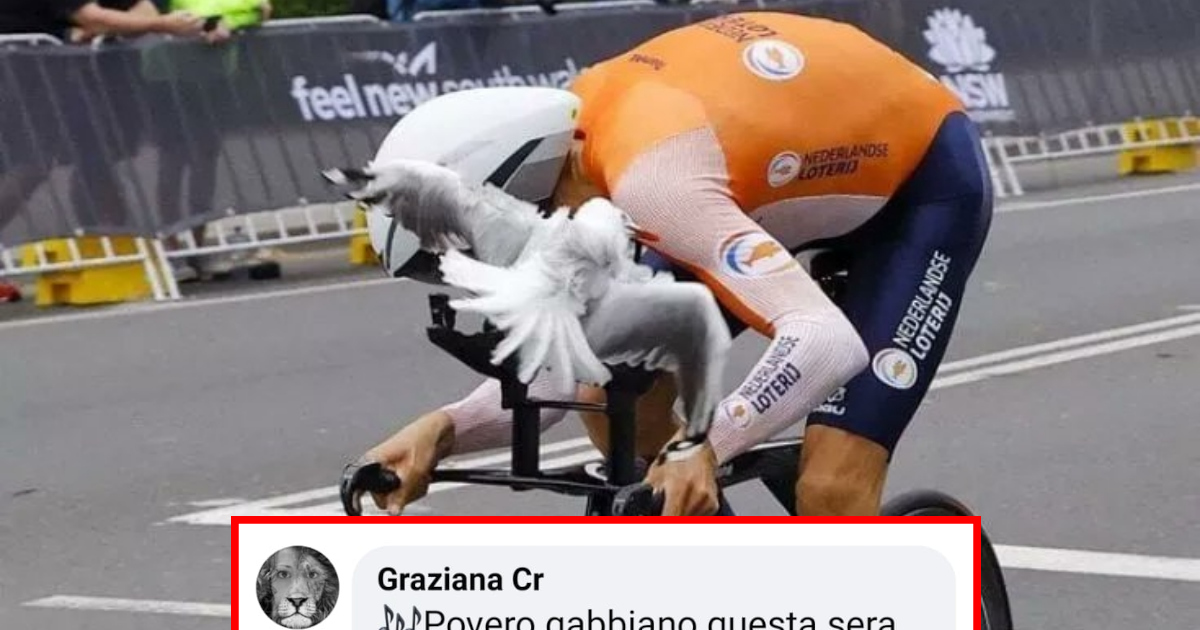 Ciclista attaccato da un gabbiano ai Mondiali: aveva pesci disegnati sulla maglia [+COMMENTI]