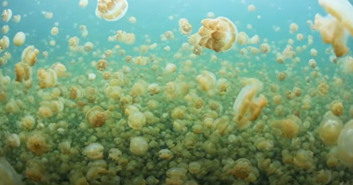 Incredibile lago dove si può nuotare tra milioni di meduse innocue [+VIDEO]