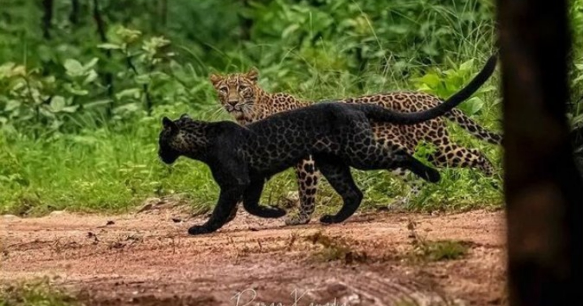 Il rarissimo leopardo nero ‘Bagheera’ fotografato per la prima volta dopo due anni
