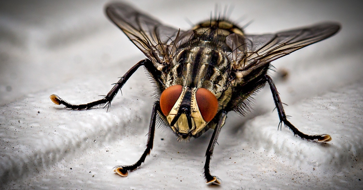 Il vomito di mosca sul cibo è un rischio per la salute molto più grande di quanto si pensi