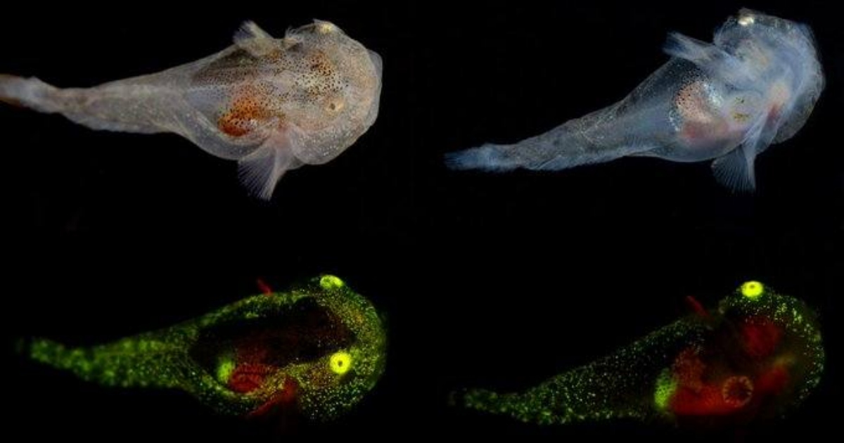 Scoperto un pesce “alieno” con un liquido verde incandescente che scorre nelle vene