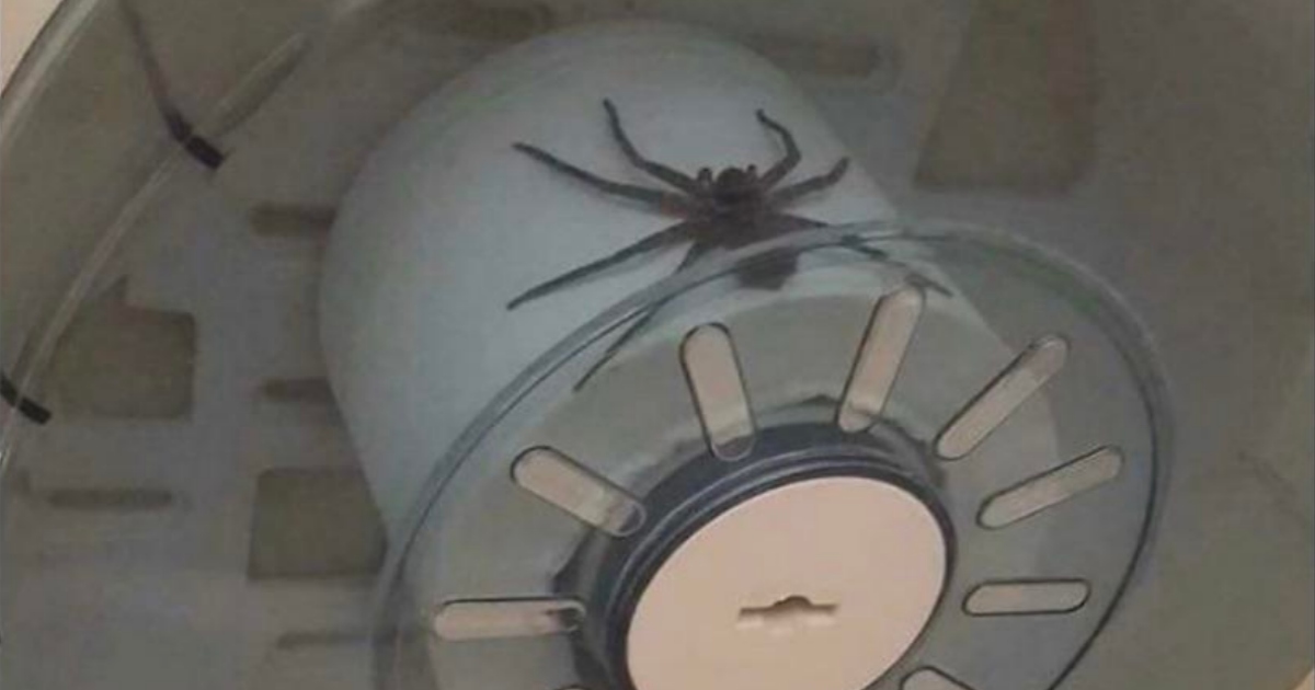 Trova un enorme ragno seduto sopra la carta igienica in bagno [+FOTO]
